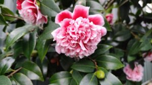 Camellia Kath portrait