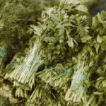 Koriandri: Your Guide to Harnessing Its Power in 2026