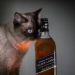 Johnny McClain: What You Need to Know