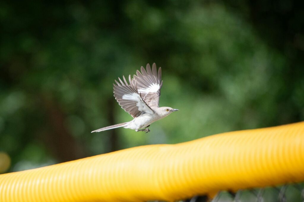 Larry Bird basketball court