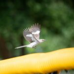 Larry Bird Song: Cost & Value