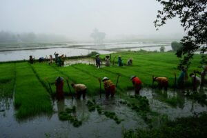 Teresa Rice: What Her Career Data Reveals