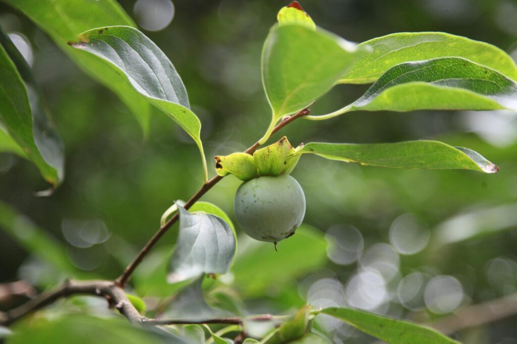 Eating Unripe Persimmons Safely & Smartly
