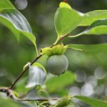 unripe persimmon fruit